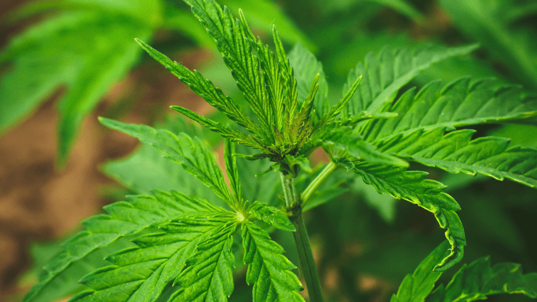 Comment choisir des produits au CBD de qualité